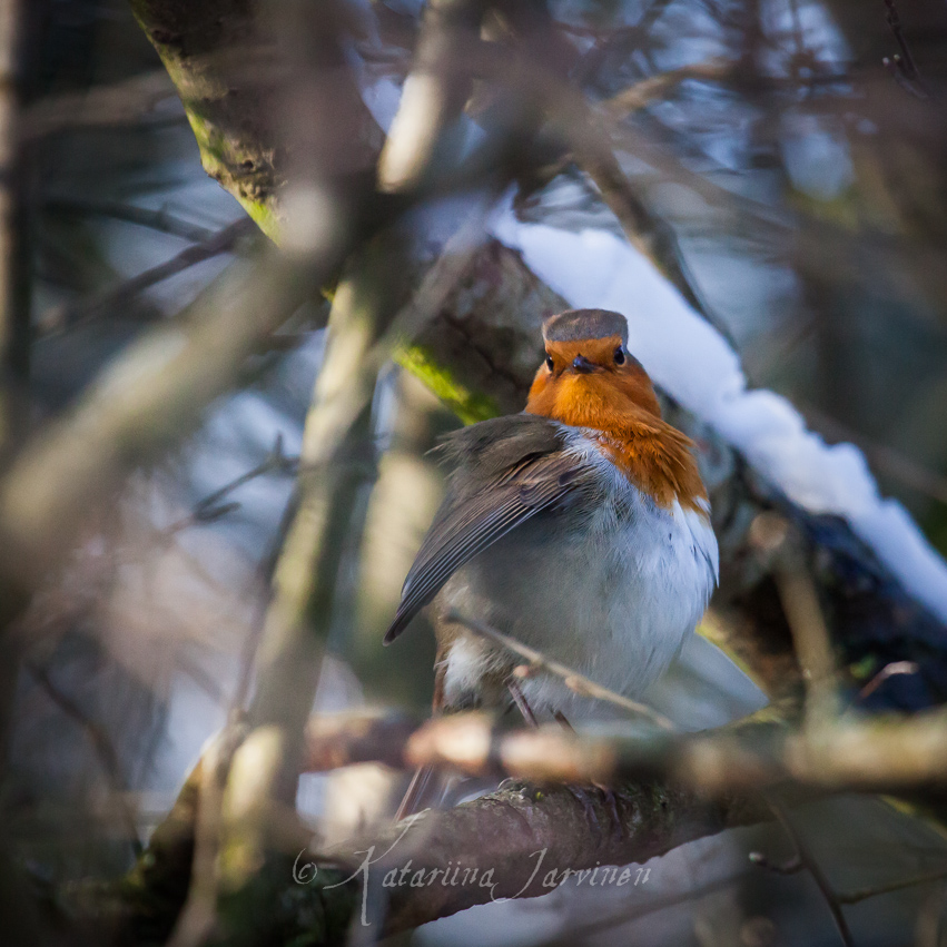 20130312164155-3 Erithacus rubecula - robin puffed up in the winter cold
